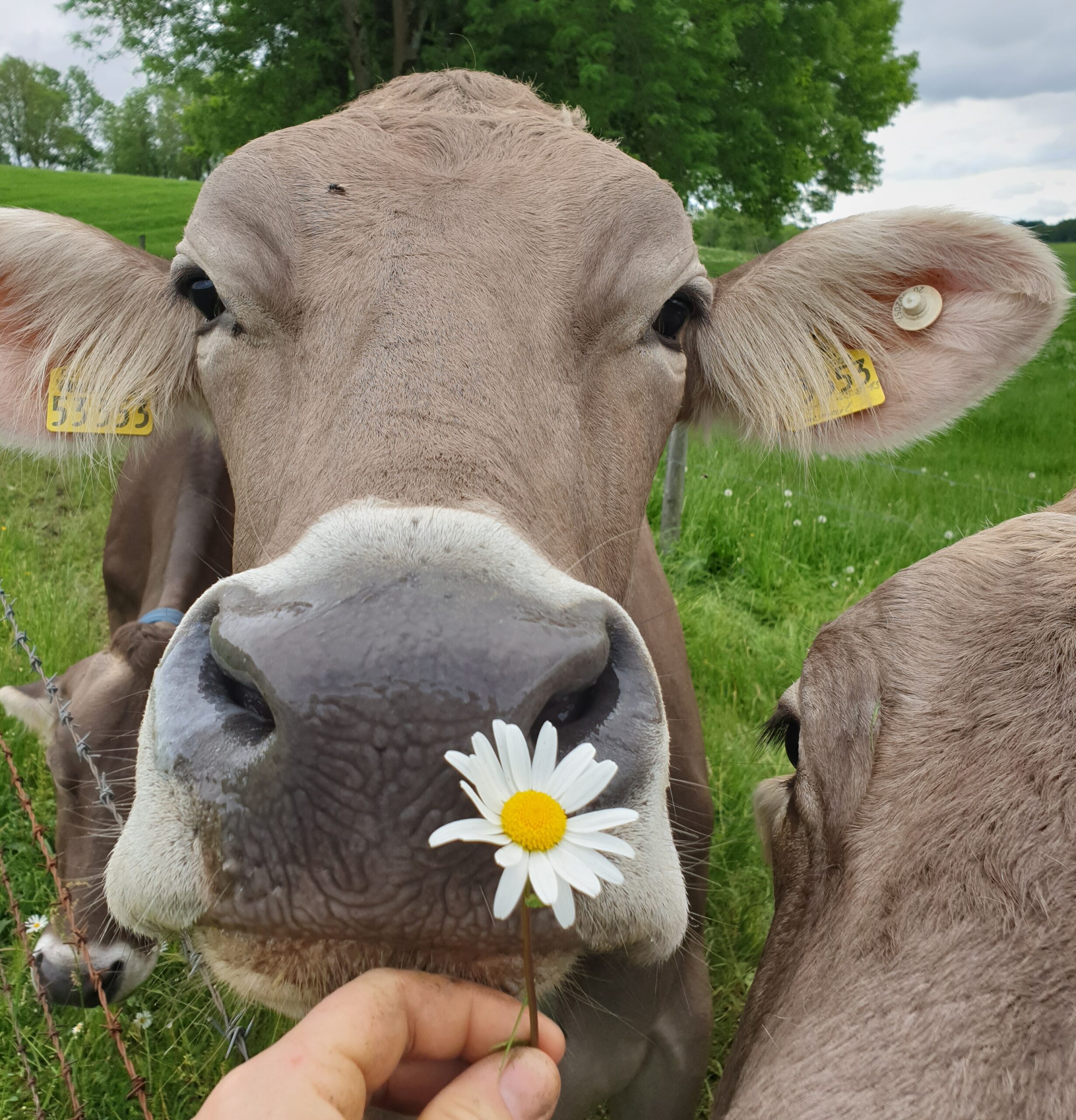 Happy Kuh Auf Weide Mit Blume