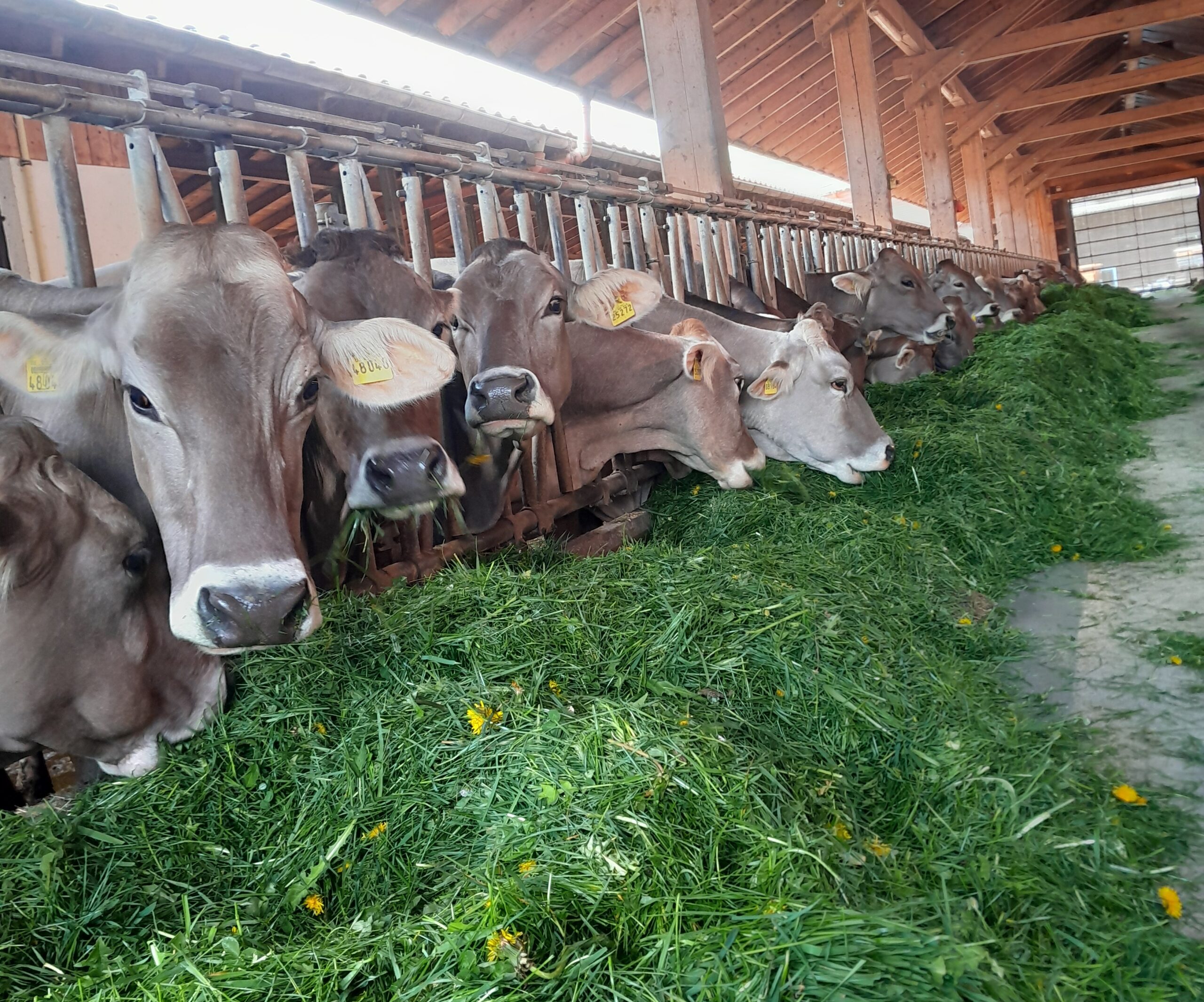 Kuehe Im Stall Bei Fuetterung Mit Frischem Gras